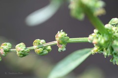 Rumex dentatus